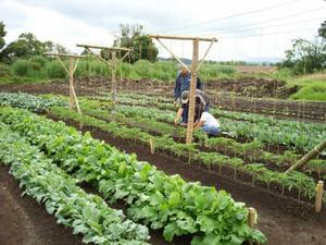 Метод выращивания овощей по Миттлайдеру  технология и усовершенствования с фото