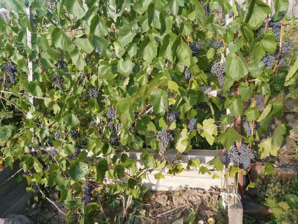 Как укрыть виноград на зиму - фото