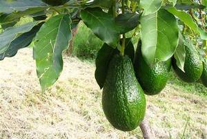 Можно ли вырастить плодоносящее деревце авокадо в доме? - фото