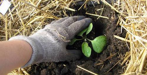 Как вырастить баклажаны: семь секретов хорошего урожая с фото
