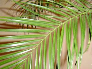 Выращивание финиковой пальмы из косточки в домашних условиях и уход за ней с фото