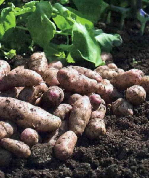 Как вырастить картофель к июню - фото