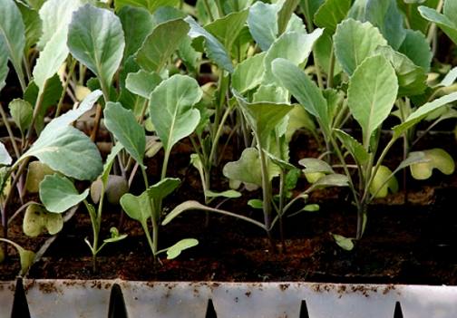 Как вырастить цветную капусту - самая теплолюбивая капризуля - фото