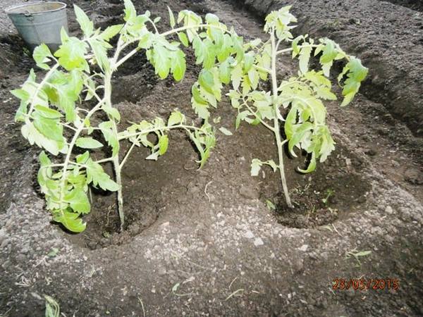 Как высаживать переросшую рассаду помидоров - фото