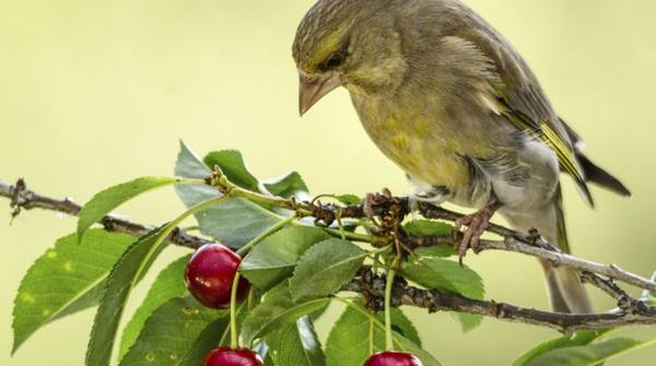 Как защитить вишню и черешню от птиц с фото