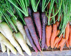 Сорта моркови для летнего потребления и хранения - фото