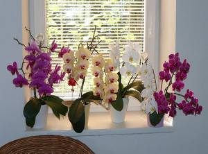 Чем болеют орхидеи фаленопсис в домашних условиях? - фото