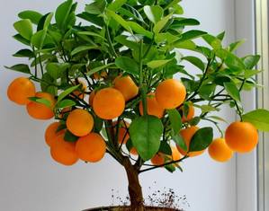 Как вырастить в домашних условиях ароматный сладкий мандарин? с фото