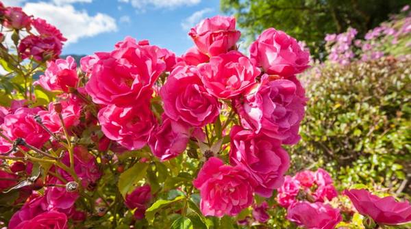 Календарь розовода: как ухаживать за розами круглый год с фото