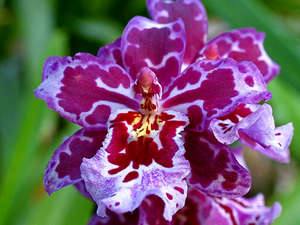 Секреты правильного ухода за орхидеей Камбрия (фото и видео советы) - фото