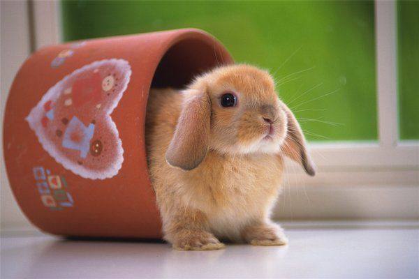 Карликовый кролик: как сделать жизнь питомца безопасной и удобной - фото