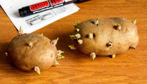 Посадка и выращивание картофеля по китайской технологии - фото