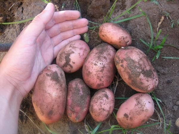 Ранний сорт картофеля: Жуковский с фото