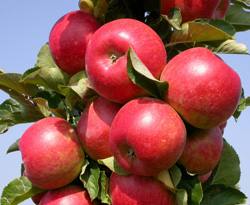 Колоновидная яблоня - «Важак» яблонь: посадка, выращивание и уход - фото
