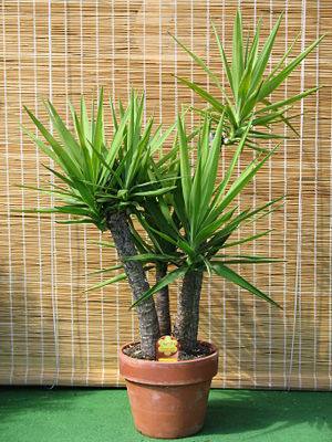 Комнатное растение юкка с фото