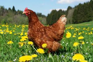 Как применять куриный помет в качестве удобрения? - фото