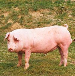 Ландрас (порода свиней): описание, характеристики, отзывы - фото