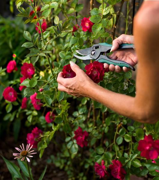 Летняя обрезка роз и декоративных кустарников - фото