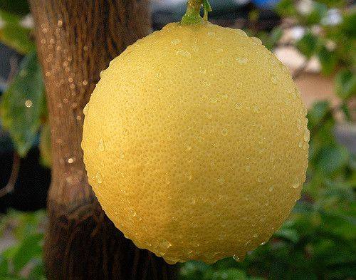 Описание лимона Пандероза и правила ухода за растением - фото