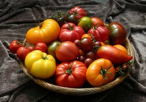 Самые популярные сорта помидоров для открытого грунта с фото