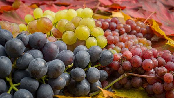 Лучшие сорта винограда для Подмосковья - фото
