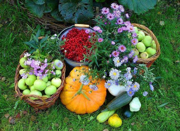 Лунный календарь на октябрь 2017 года для садоводов, огородников - фото