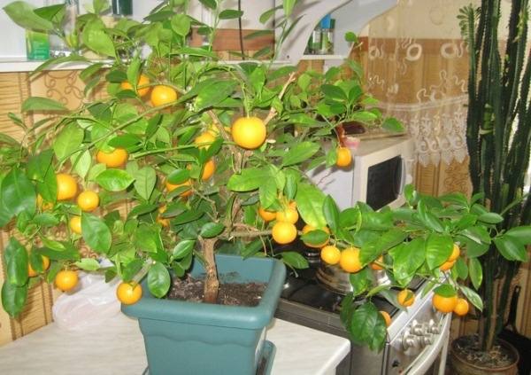 Как правильно вырастить мандарин из косточки в домашних условиях с фото