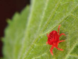 Как бороться с паутинным клещом на домашних растениях? с фото