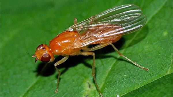 Морковная муха, как с ней бороться с фото