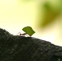 Как избавиться от муравьев на яблоне: эффективные средства борьбы с насекомыми с фото