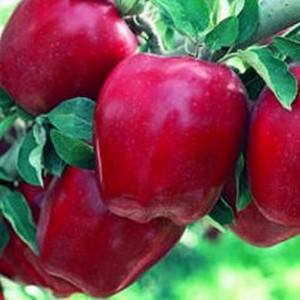 Зимние сорта яблок в вашем саду  ароматный вкус лета круглый год - фото