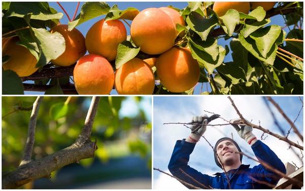 Обрезка абрикоса осенью  схемы и полезные советы для начинающих - фото