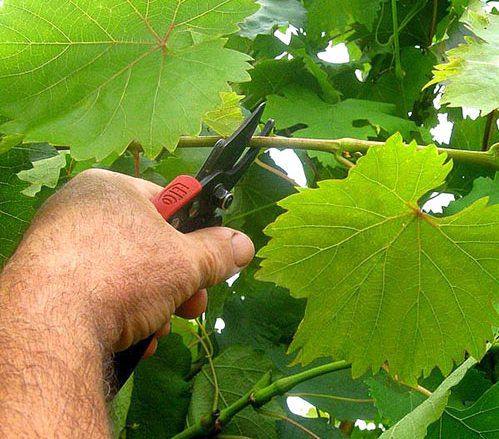 Для чего обрезают листья у винограда - фото