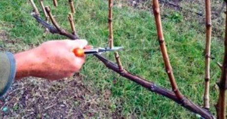 Обрезка винограда весной: видео для начинающих - фото