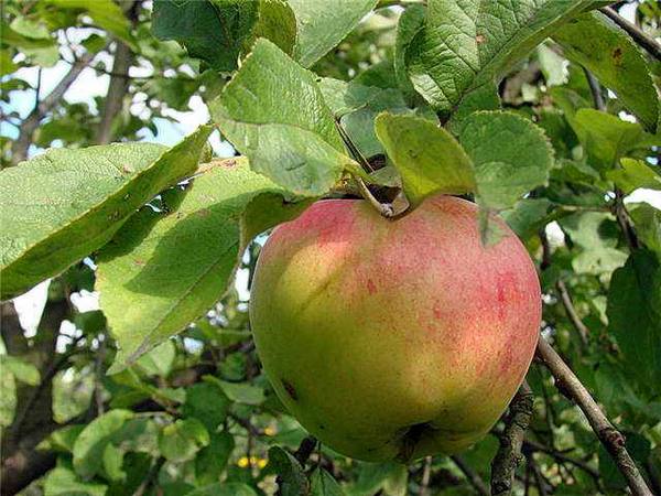 Обрезка яблони и груши по этапам развития дерева с фото