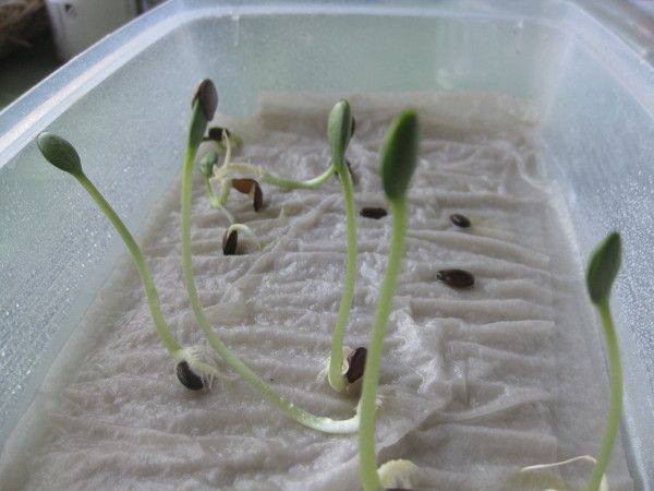 Как правильно посадить переросшую рассаду огурцов в открытый грунт - фото