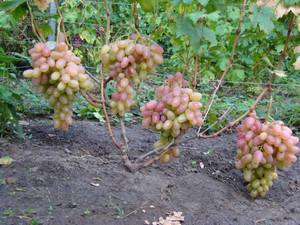Виноград Преображение  вкусные роскошные ягоды почти до весны с фото