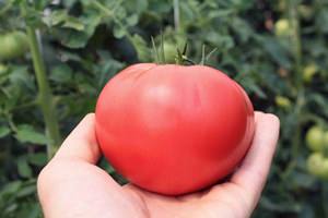Как выращивать самые сладкие помидоры сорта «Розовый мед»? с фото