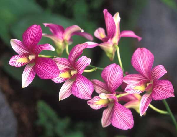 Орхидея Дендробиум: уход в домашних условиях с фото
