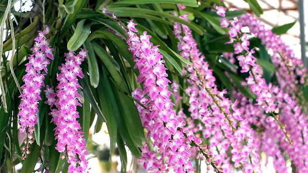 Орхидея - уход в домашних условиях за необычной красавицей - фото