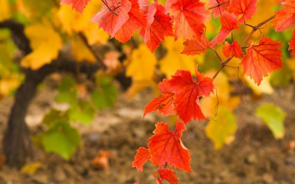 Осенний уход за виноградом  готовимся к зимовке с фото