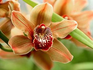 Великолепные орхидеи в вашем доме  как продлить праздник цветения с фото