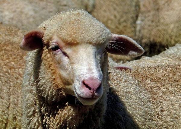 Порода овец-мериносов - фото