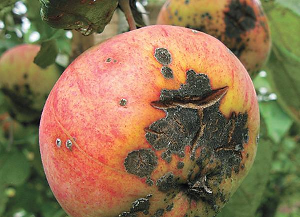 Как бороться с паршой на яблоне и защитить урожай? - фото
