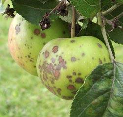 Парша яблони и груши: как побороть грибок без химии с фото