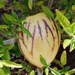 Экзотический фрукт пепино: описание, польза и вред для организма - фото