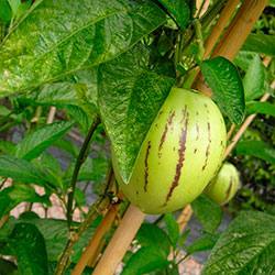 Выращивание экзотического плода пепино на даче или в квартире Особенности п ... - фото