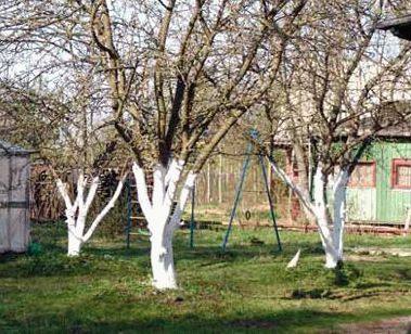 Побелка садовых деревьев осенью - фото