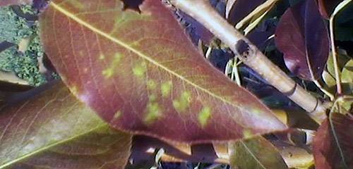 Почему краснеют листья груши с фото