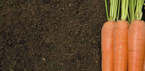 Почему морковь корявая и как этого избежать с фото